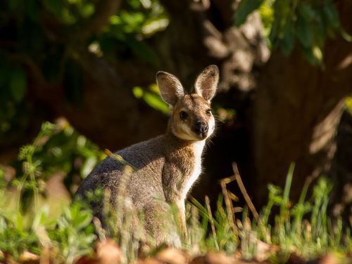 wallaby marsupial young