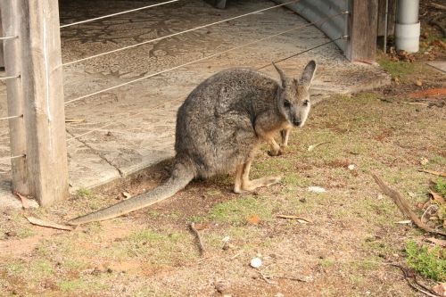 wallaby australia nature