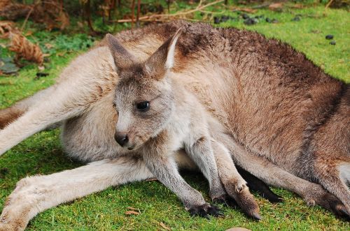 wallaby kangaroo joey
