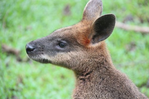 wallaby kangaroo australia