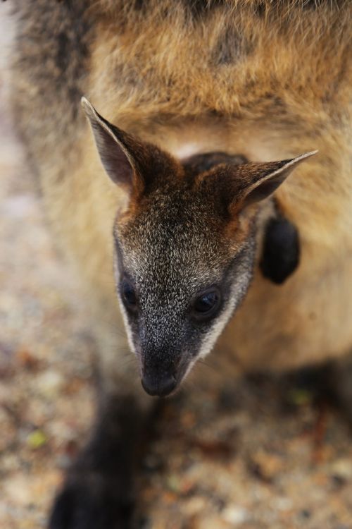 wallaby joey australia