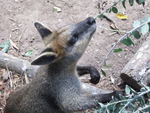 Wallaby Feeding