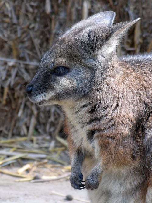 wallaroos purse zoo