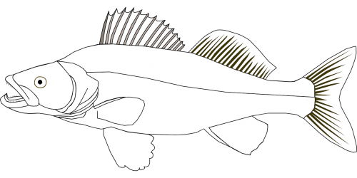 walleye fish pike