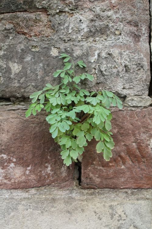 wallflower plant wall plant