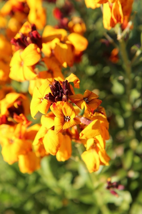 wallflower  yellow flowers  spring