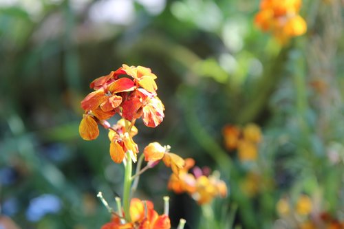 wallflower  wallflower orange  flowering