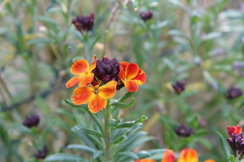 wallflower  flowers  nature