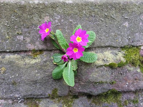 wallflower primrose wall