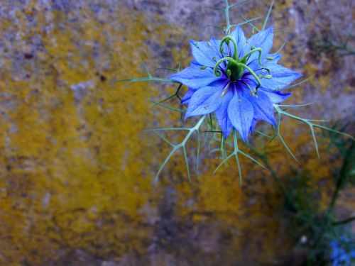 wallflower flower blue