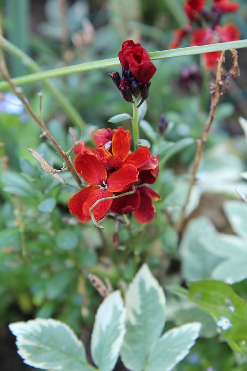 wallflower red  wallflower  flowering