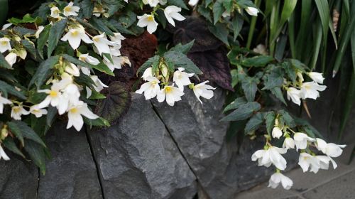 wallpaper flower white flower