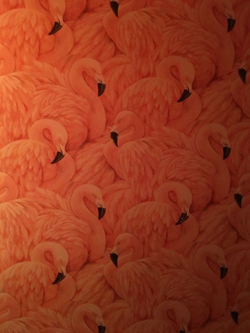 wallpaper flamingo pink