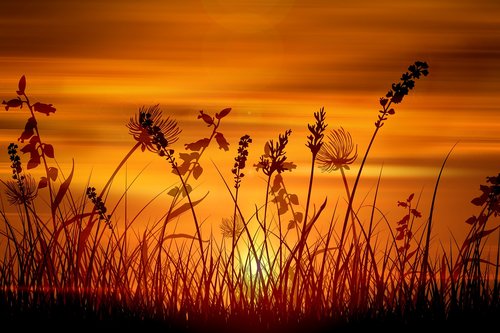 wallpaper  sunset  grass
