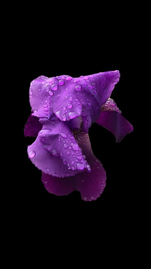 wallpaper  iris  purple