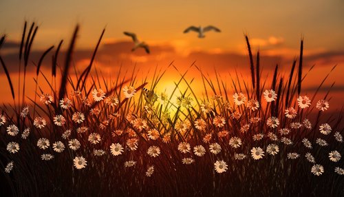 wallpaper  sunset  grass