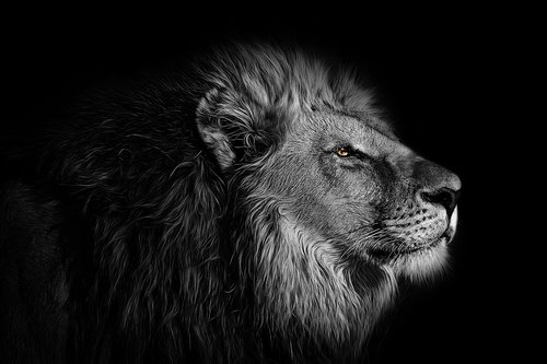 wallpaper  background  lion