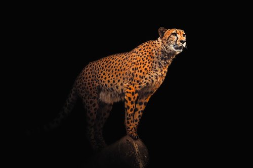 wallpaper  background  cheetah