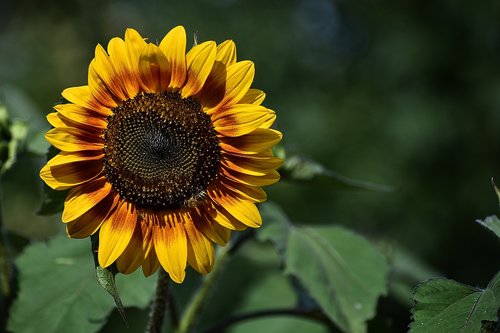 wallpaper  background  sunflower