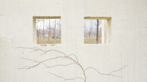 walls  windows  plants