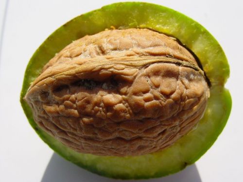 walnut shell nuclear
