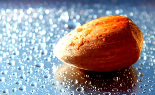 walnut water drops of water