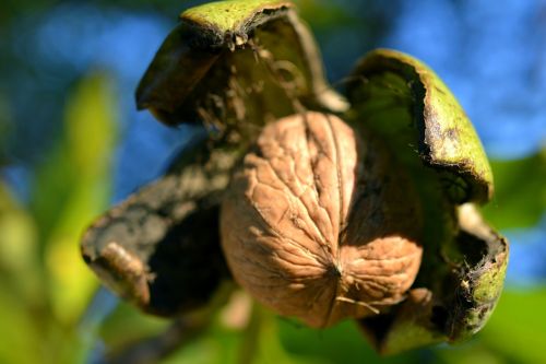 walnut shell nuts