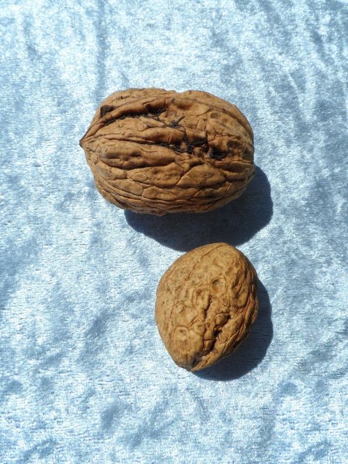 walnut large huge