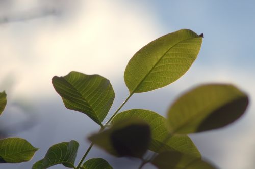 walnut walnuts leaf