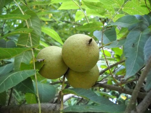 walnut tree leaves