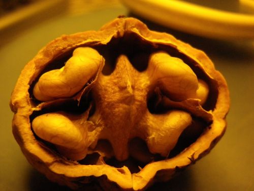 walnut tree nuts