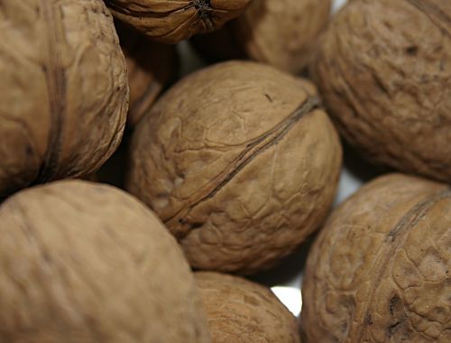walnut nuts fresh
