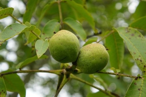 walnut nuts walnut crop
