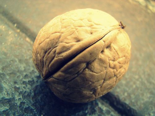 walnut the background nature