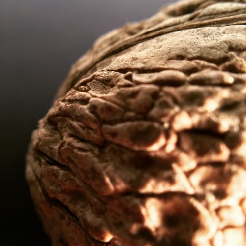 walnut brown macro