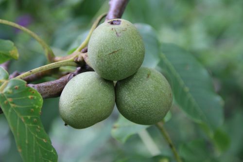 walnut green fruit