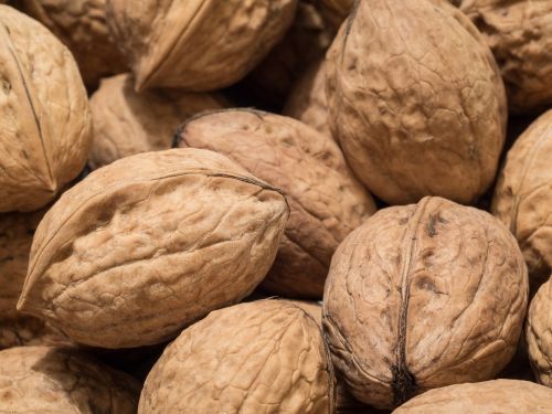 walnut nut food