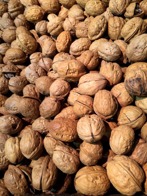walnut stone fruit nut
