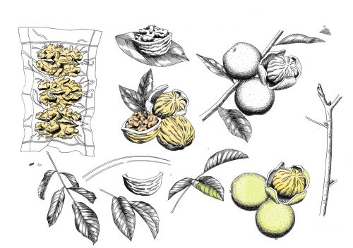 walnut watercolor illustration watercolor
