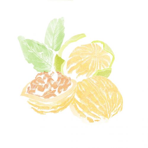 walnut watercolor illustration watercolor