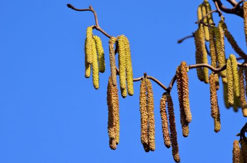 walnut hazelnut seeds