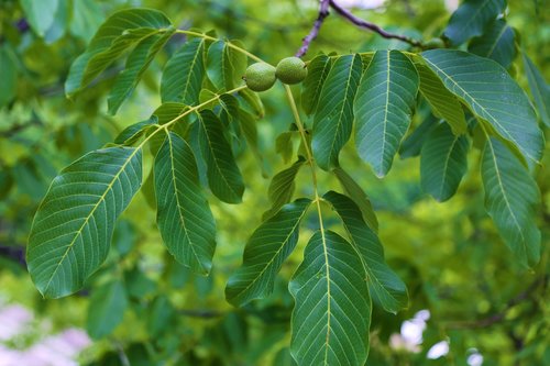 walnut  leaves  fruit