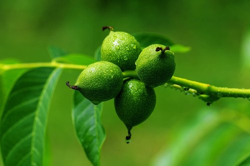 walnut  leaves  nuts