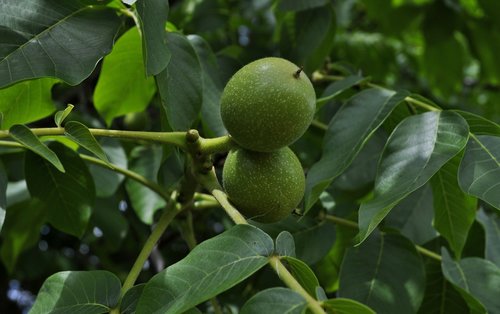 walnut  tree  foliage