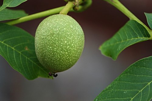 walnut  shell  green