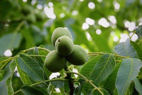 walnut  tree  green