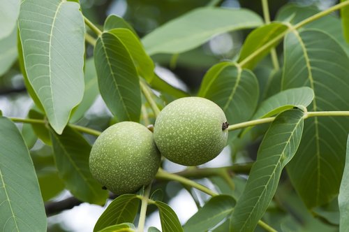 walnut  green  greek