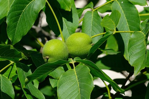 walnut  green  fruit
