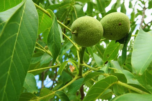 walnut  fruit  nature