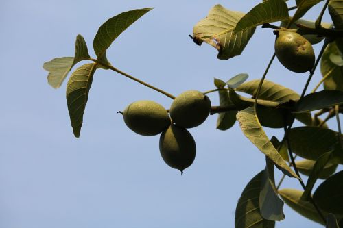 walnut plant close